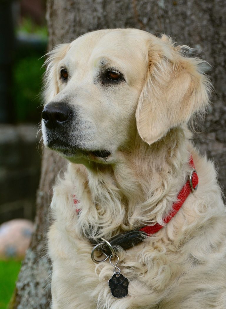 dog, golden retriever, female dog-2556798.jpg